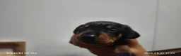 Bassotto cani in vendita: Bassotto tedesco nano nero fogato - Annuncio 6