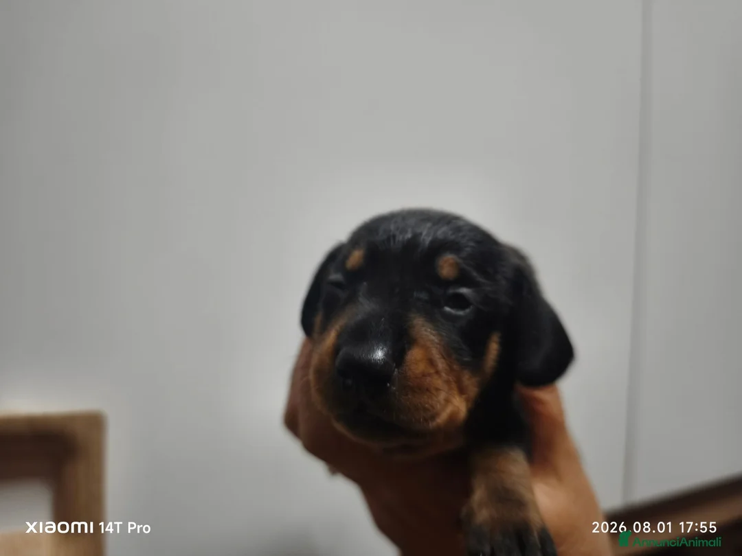 Bassotto cani in vendita: Bassotto tedesco nano nero fogato - Annuncio 6