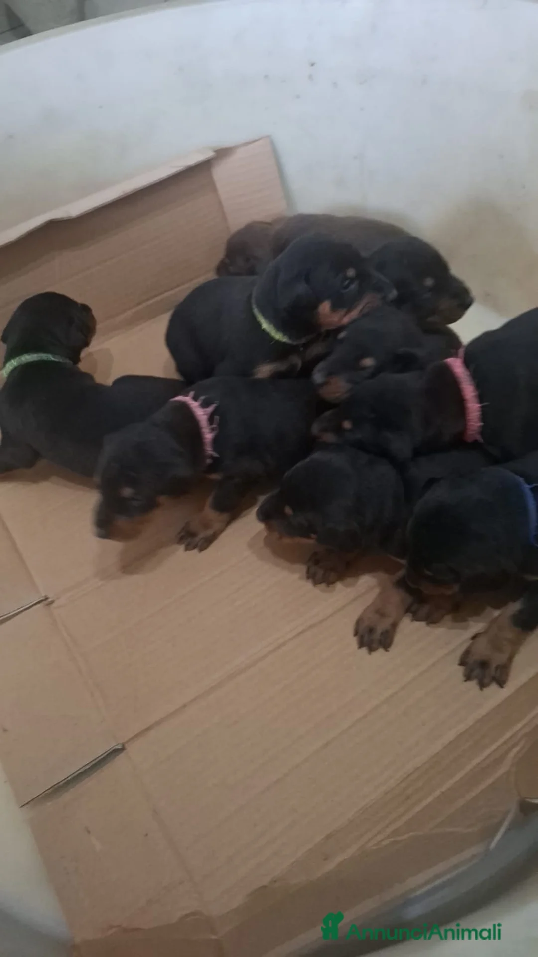 Dobermann cani in vendita: Cuccioli di dobermann  - Annuncio 5