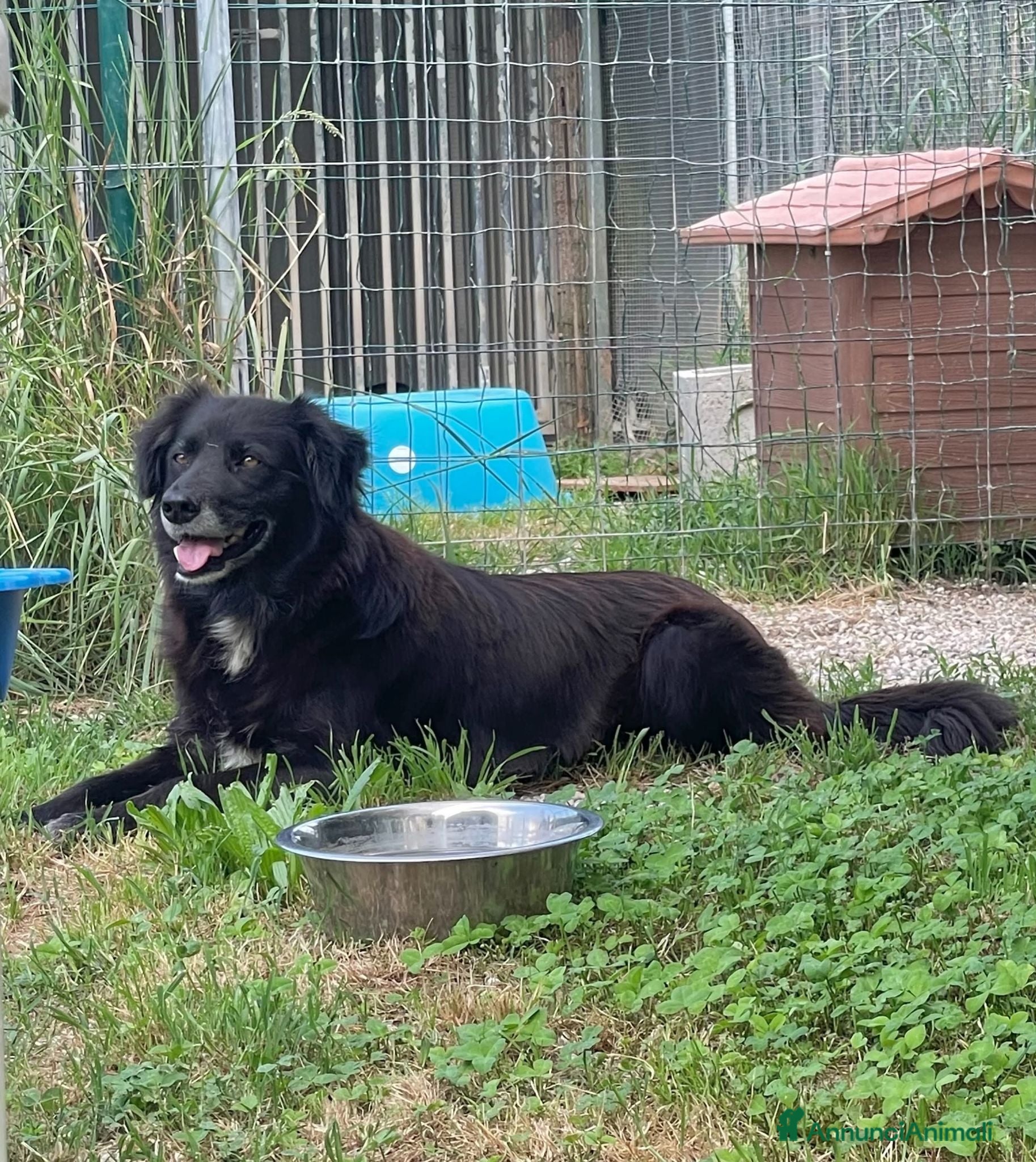 Meticcio cani Adotta Linda - Annuncio 6