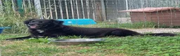 Meticcio cani in regalo: Adotta Linda - Annuncio 1