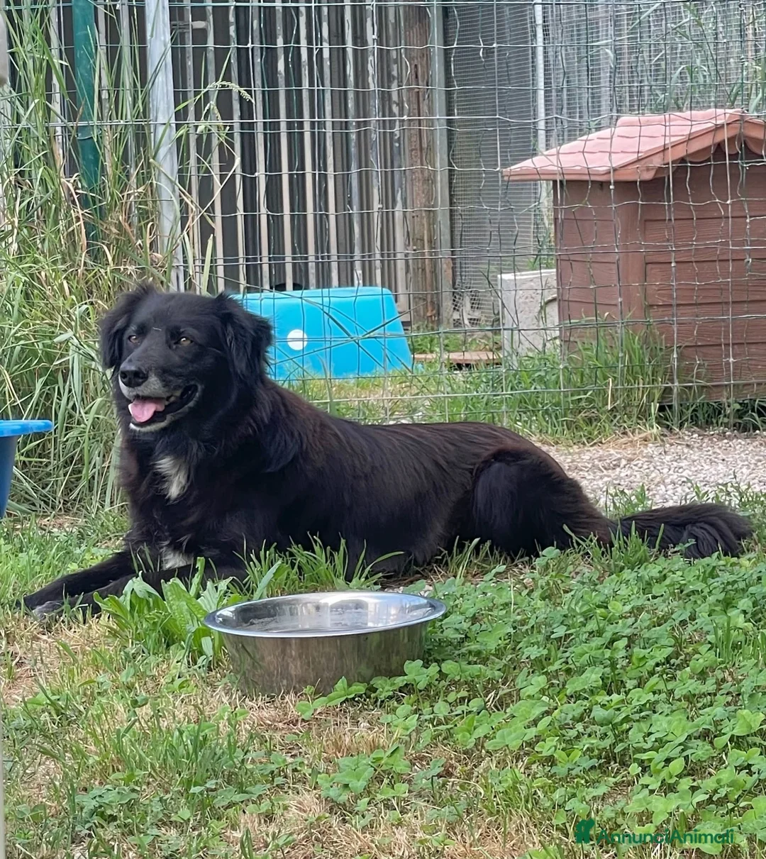 Meticcio cani in regalo: Adotta Linda - Annuncio 1