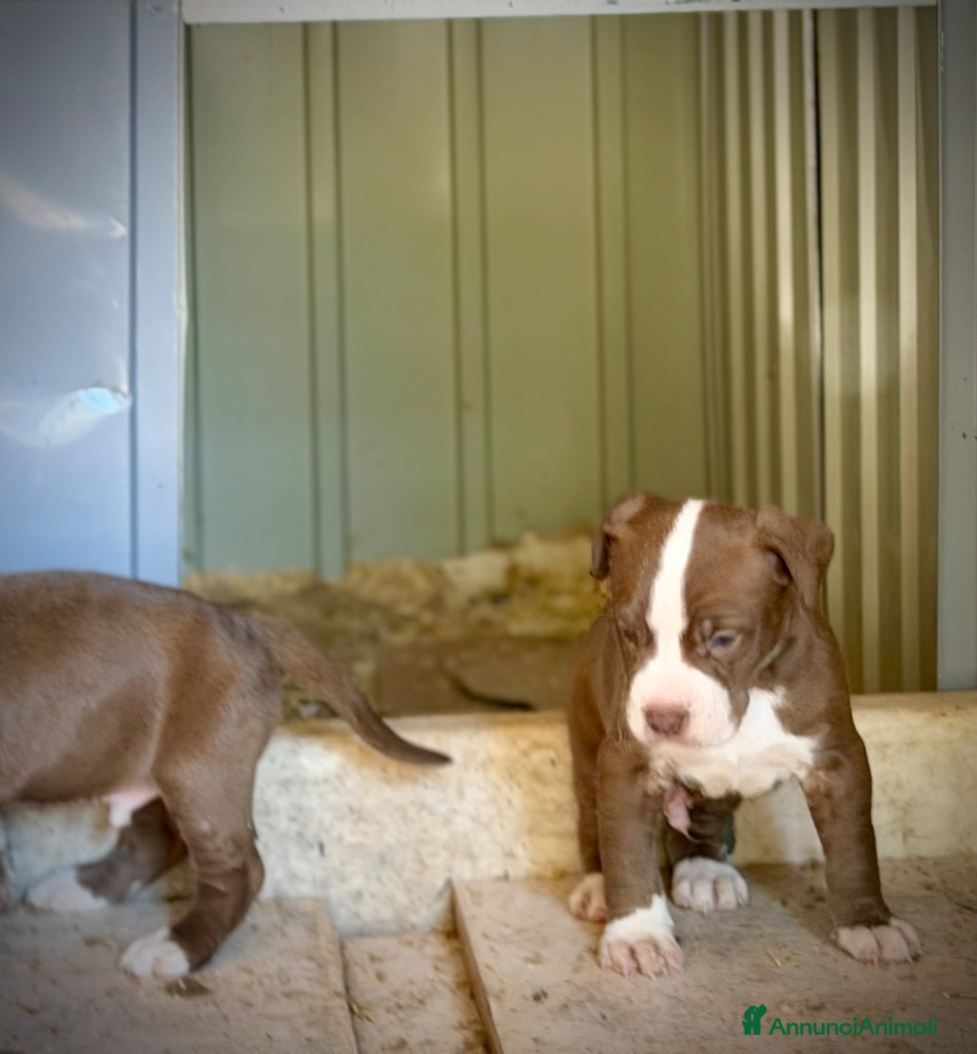Pitbull cani Cuccioli American Pitbull - pronti a 2,5 mesi - Annuncio 4