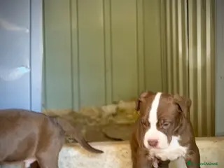 Pitbull cani Cuccioli American Pitbull - pronti a 2,5 mesi - Annuncio 4