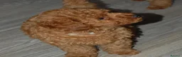 Barboncino Toy cani in vendita: Barboncino Toy rosso  a Città Metropolitana di Venezia - Annuncio 6