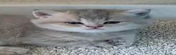 Scottish gatti in vendita: Cuccioli Straight/Fold  - Annuncio 19