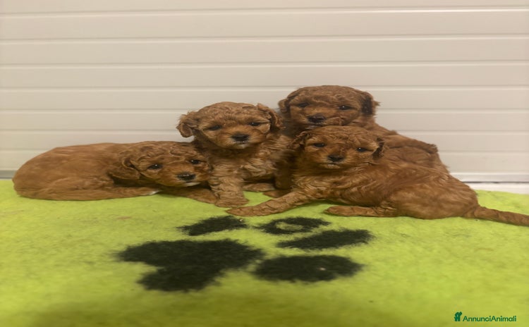 Barboncino cani a Provincia di Varese - Annuncio 2