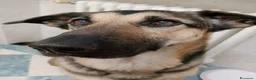 Meticcio cani in regalo: Simil pastore tedesco - Annuncio 3