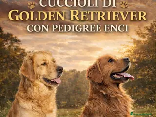 Golden Retriever cani Cuccioli di Golden retriever con pedigree ENCI a Provincia di Verona - Annuncio 8
