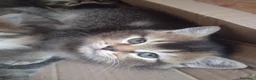 Scottish gatti in vendita: ULTIMA CUCCIOLA DI SCOTTISH STRAIGHT  - Annuncio 1