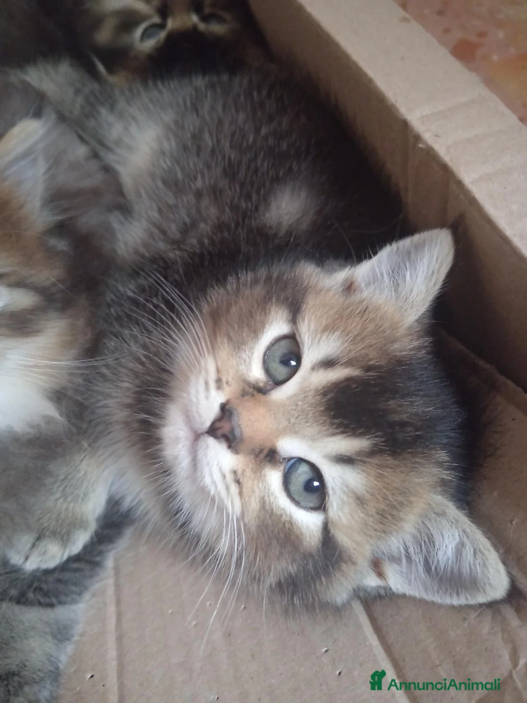 Scottish gatti in vendita: ULTIMA CUCCIOLA DI SCOTTISH STRAIGHT  - Annuncio 1