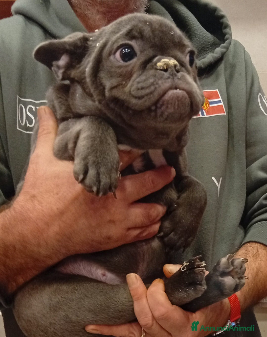 Bulldog Francese cani in vendita: Bulldog francese - Annuncio 3