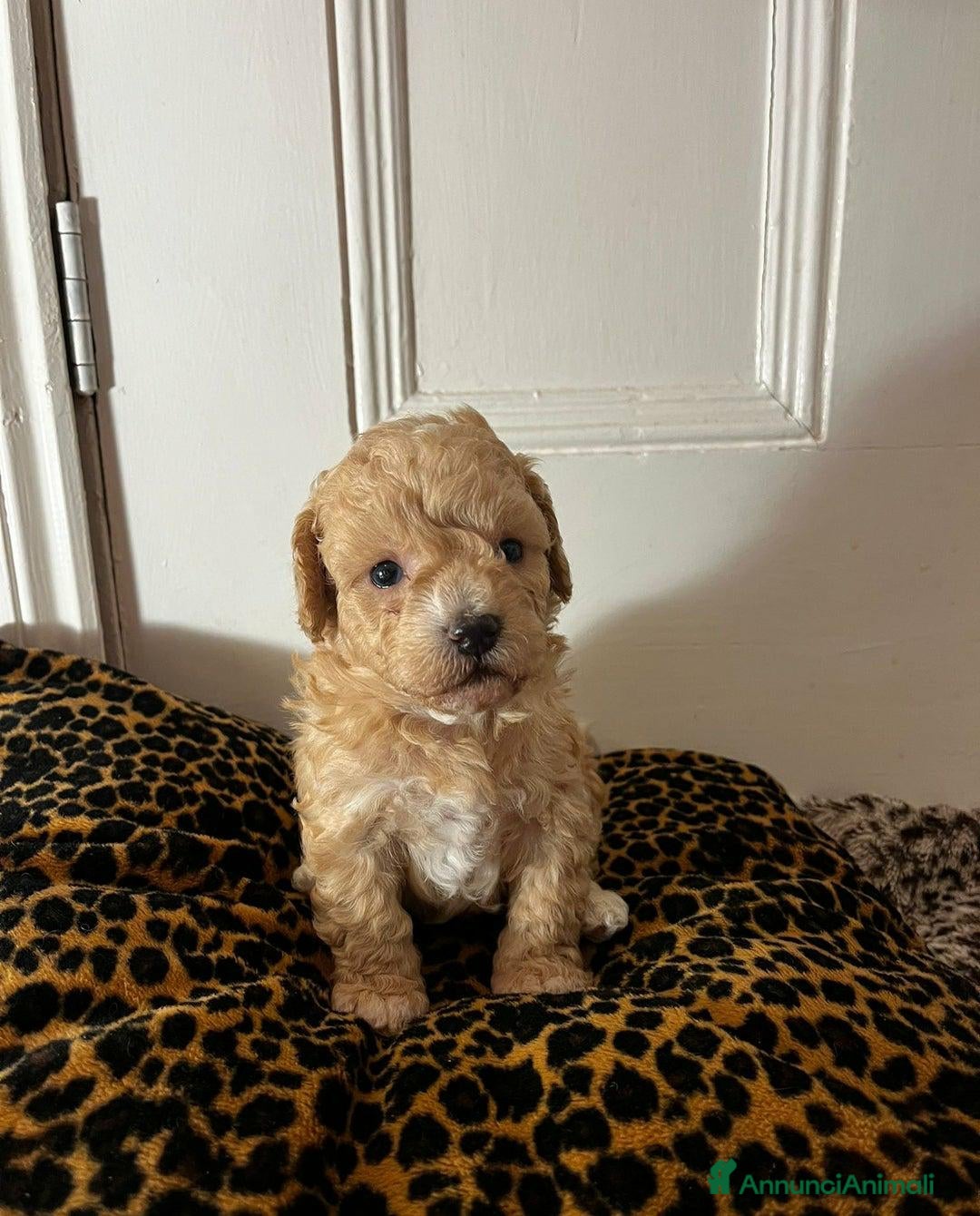 Meticcio cani in vendita: Adorabili cuccioli di Maltipoo - Annuncio 2