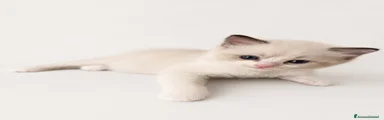 Ragdoll 2