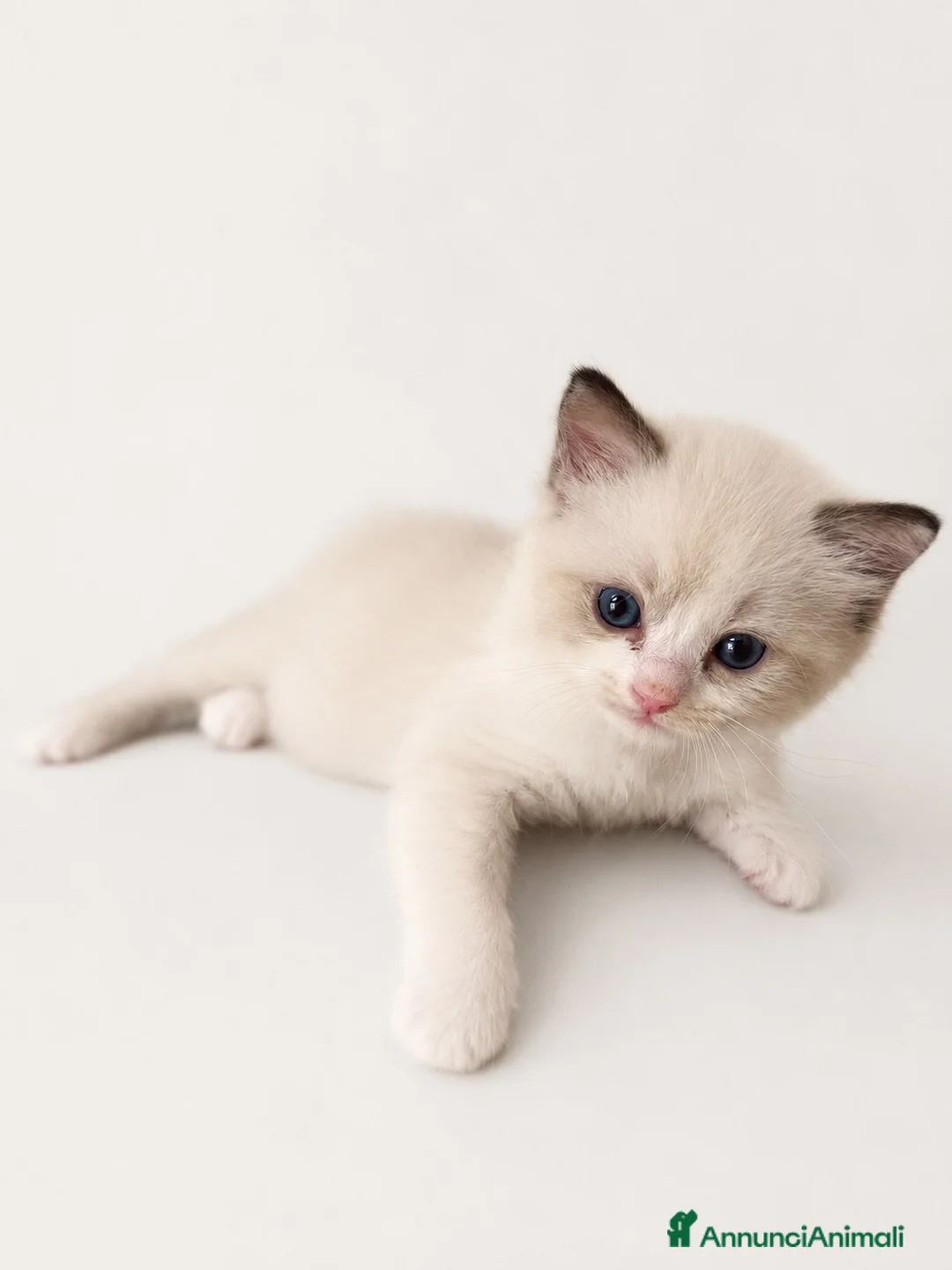 Ragdoll gatti in vendita: Cuccioli Ragdoll con pedigree  - Annuncio 6