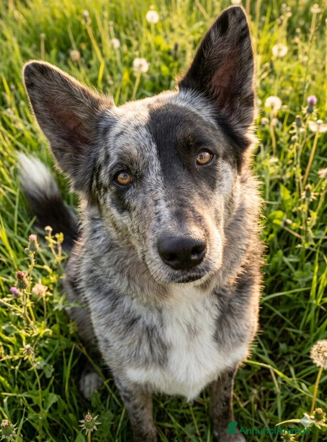 Meticcio cani in regalo: UN VERO AMICO A 4 ZAMPE!!! a Provincia di Cuneo - Annuncio 2