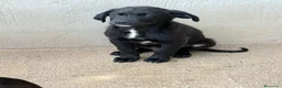Meticcio cani in regalo: Max maschio a Provincia di Como - Annuncio 1