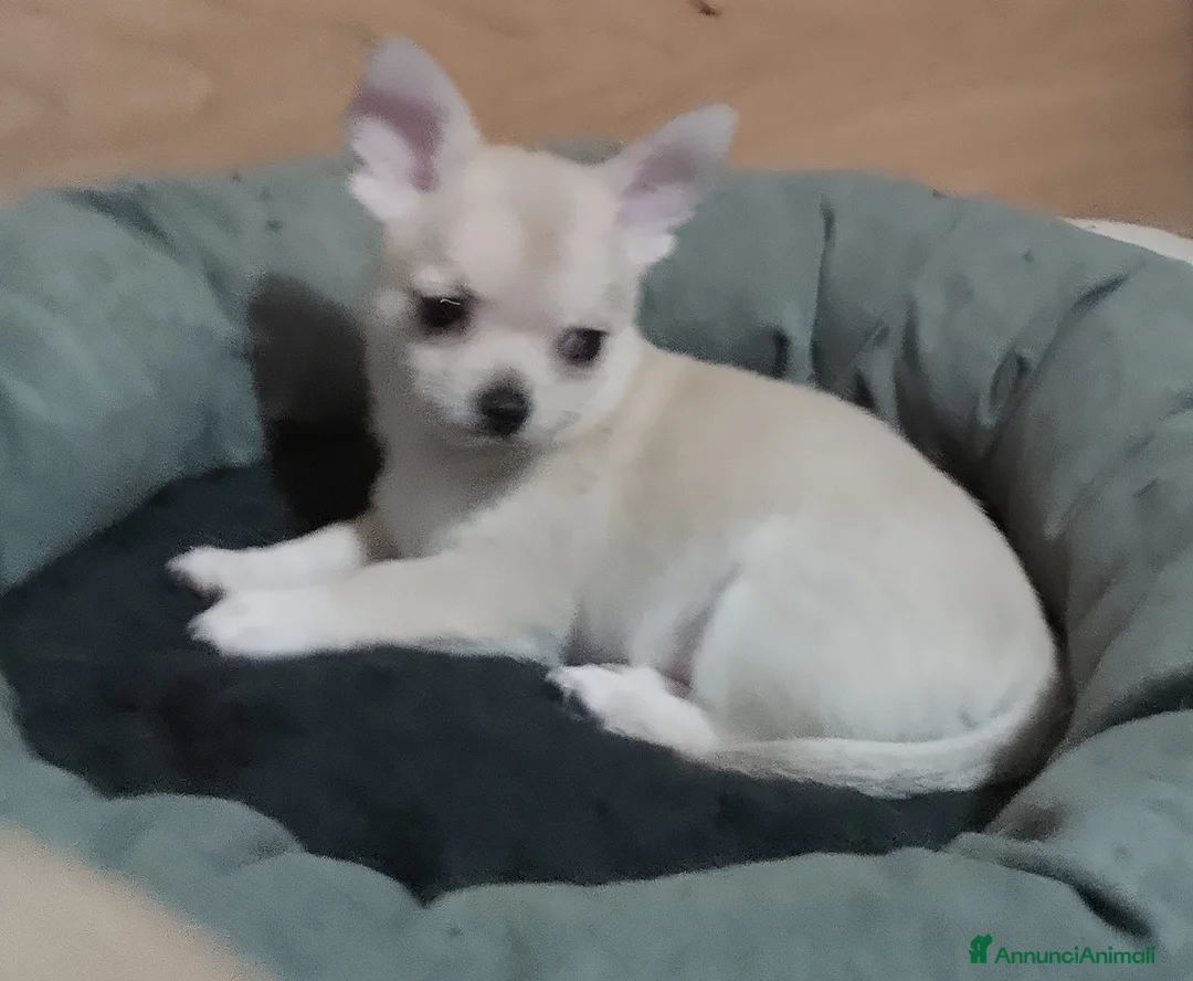 Chihuahua cani in vendita: Cuccioli chihuahua - Annuncio 4