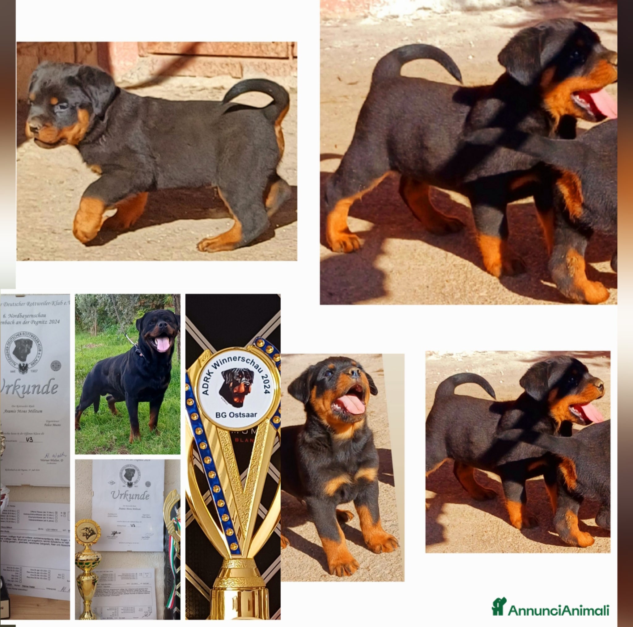 Rottweiler cani in vendita: Disponibili cuccioli Rottweiler  - Annuncio 6