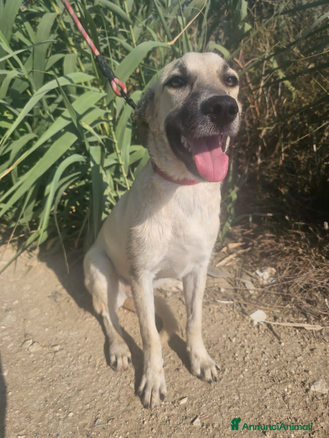 Altre razze cani in regalo: diva  - Annuncio 4