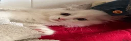 Ragdoll gatti in vendita: Cuccioli ragdoll - Annuncio 3