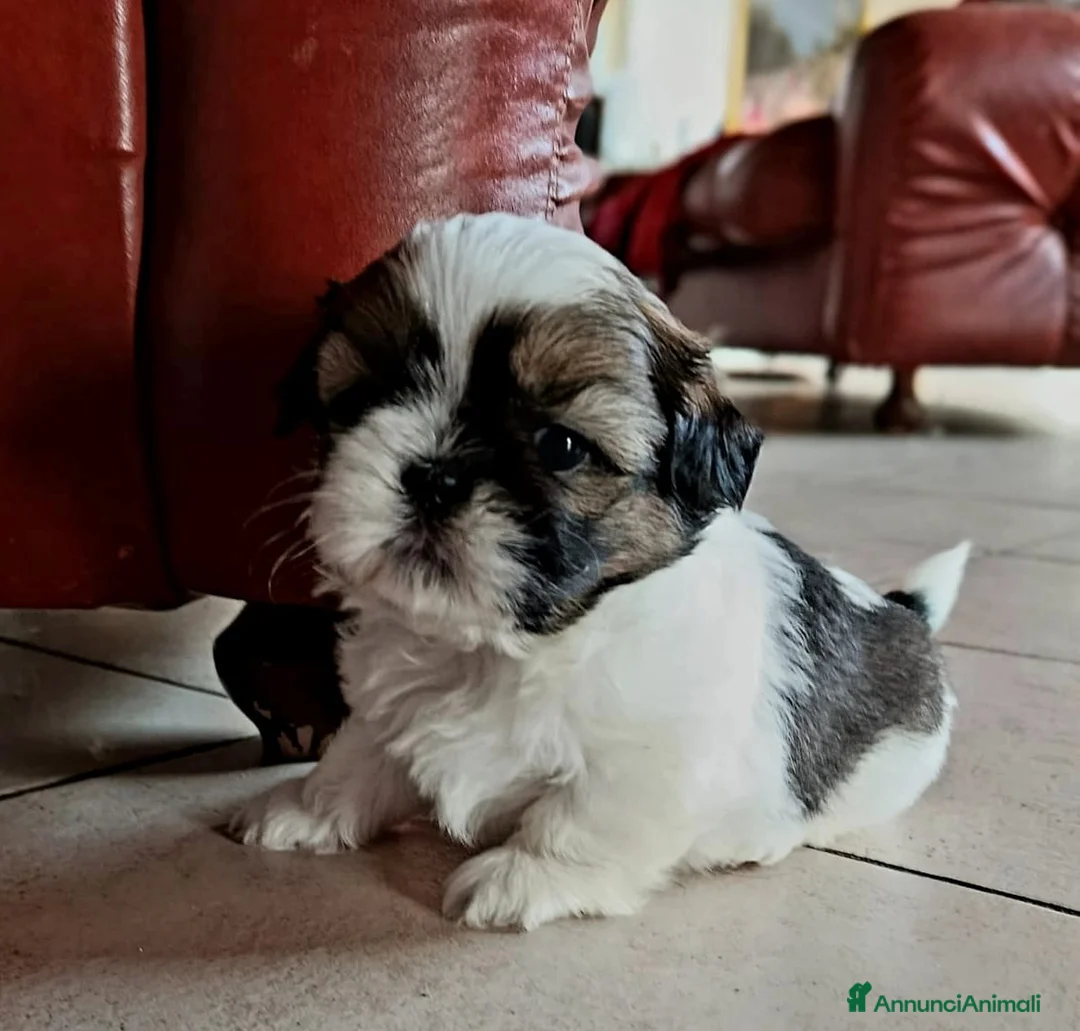 Shih Tzu cani in vendita: Cuccioli di Shitzu - Annuncio 2