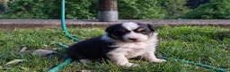 Australian Shepherd cani in vendita: Cucciole Australian shepherd - Annuncio 9