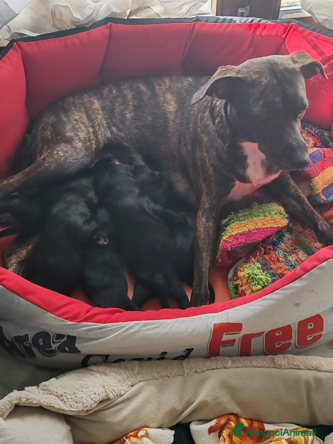 Meticcio cani in regalo: Regalo cuccioli  a Città metropolitana di Roma Capitale - Annuncio 2