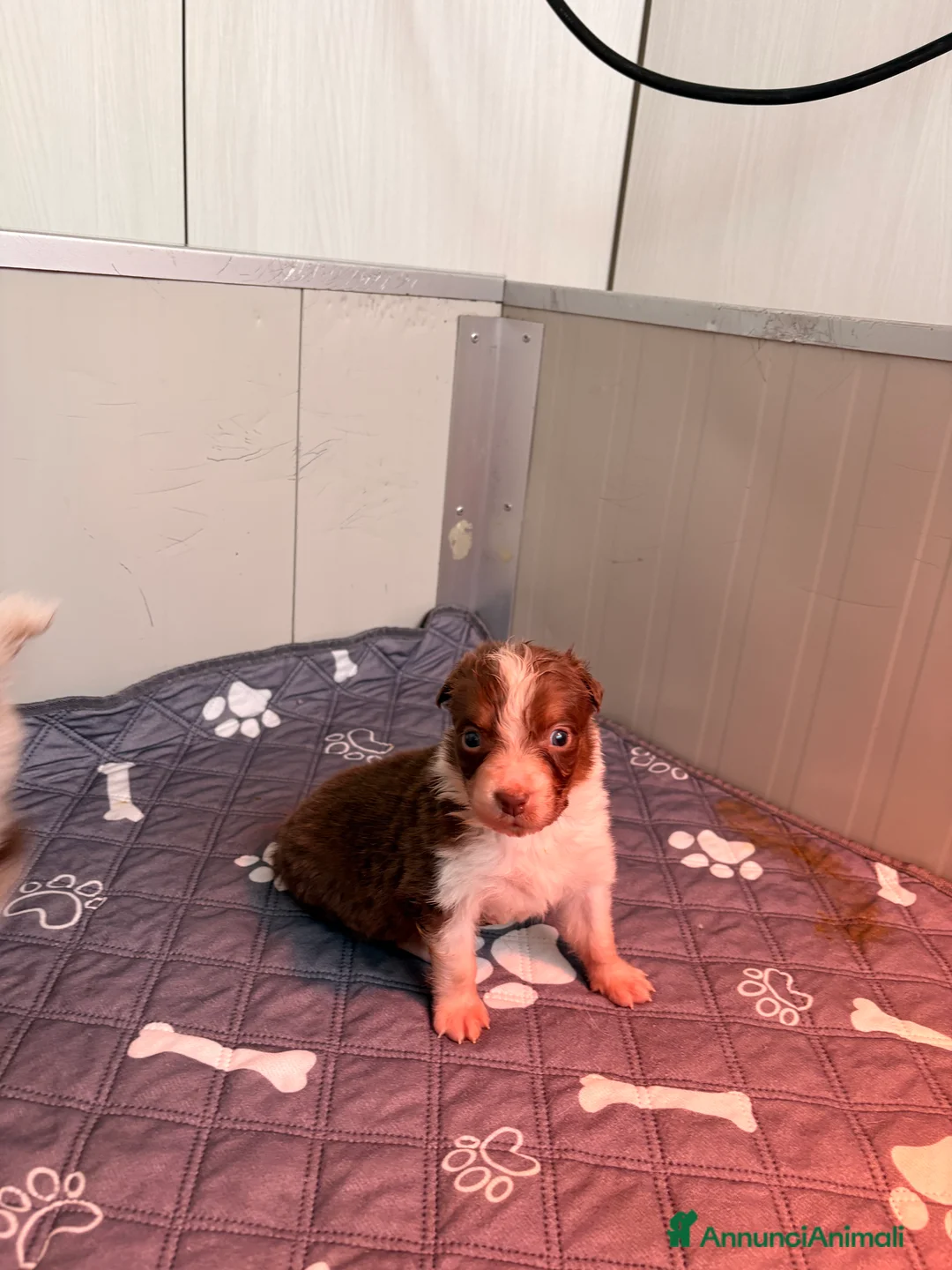 Australian Shepherd cani in vendita: Pastore australiano con pedigree - Annuncio 10