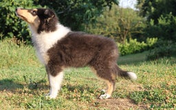 Collie cani in vendita: Cucciola tricolore  a Province of Como - Immagine 9
