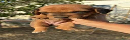Bassotto cani in vendita: Bassotto - Annuncio 2