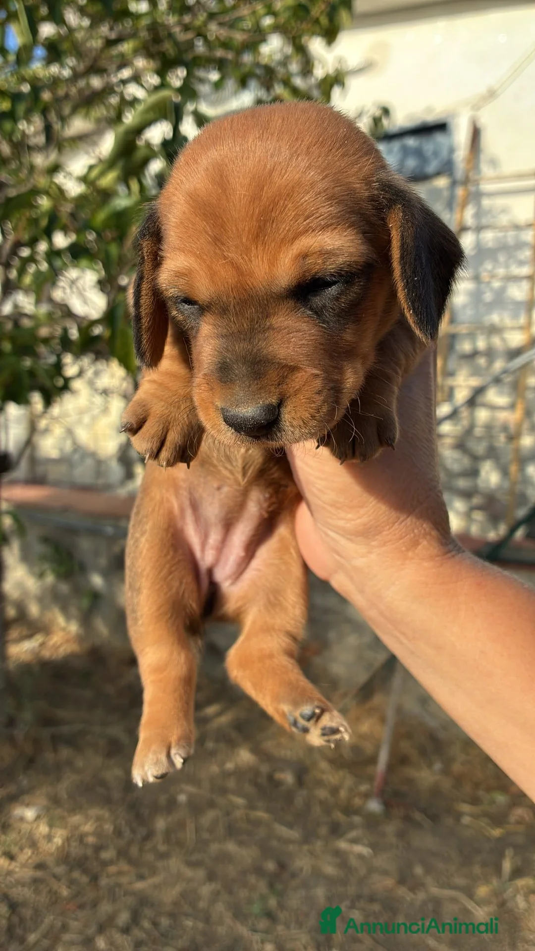 Bassotto cani in vendita: Bassotto - Annuncio 2