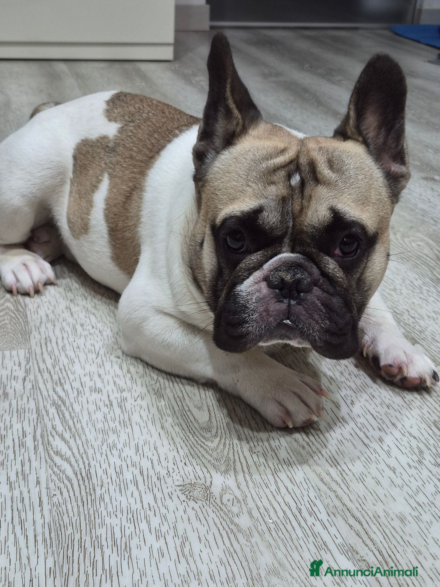 Bulldog Francese cani Bulldog Francese con Pedigree per Monta - Annuncio 1