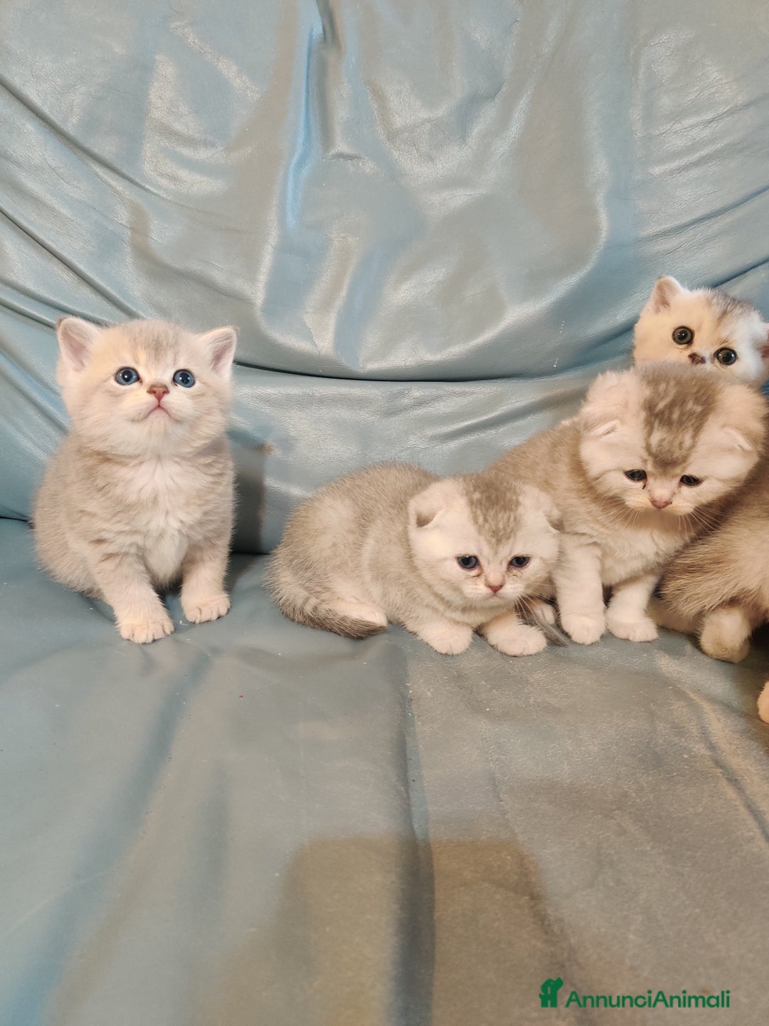Scottish gatti in vendita: Scottish-fold  - Annuncio 1