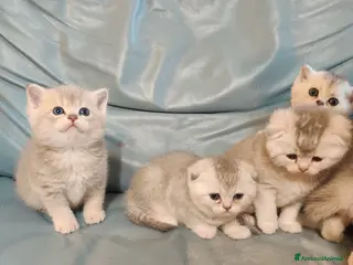 Scottish gatti Scottish-fold - Annuncio 26