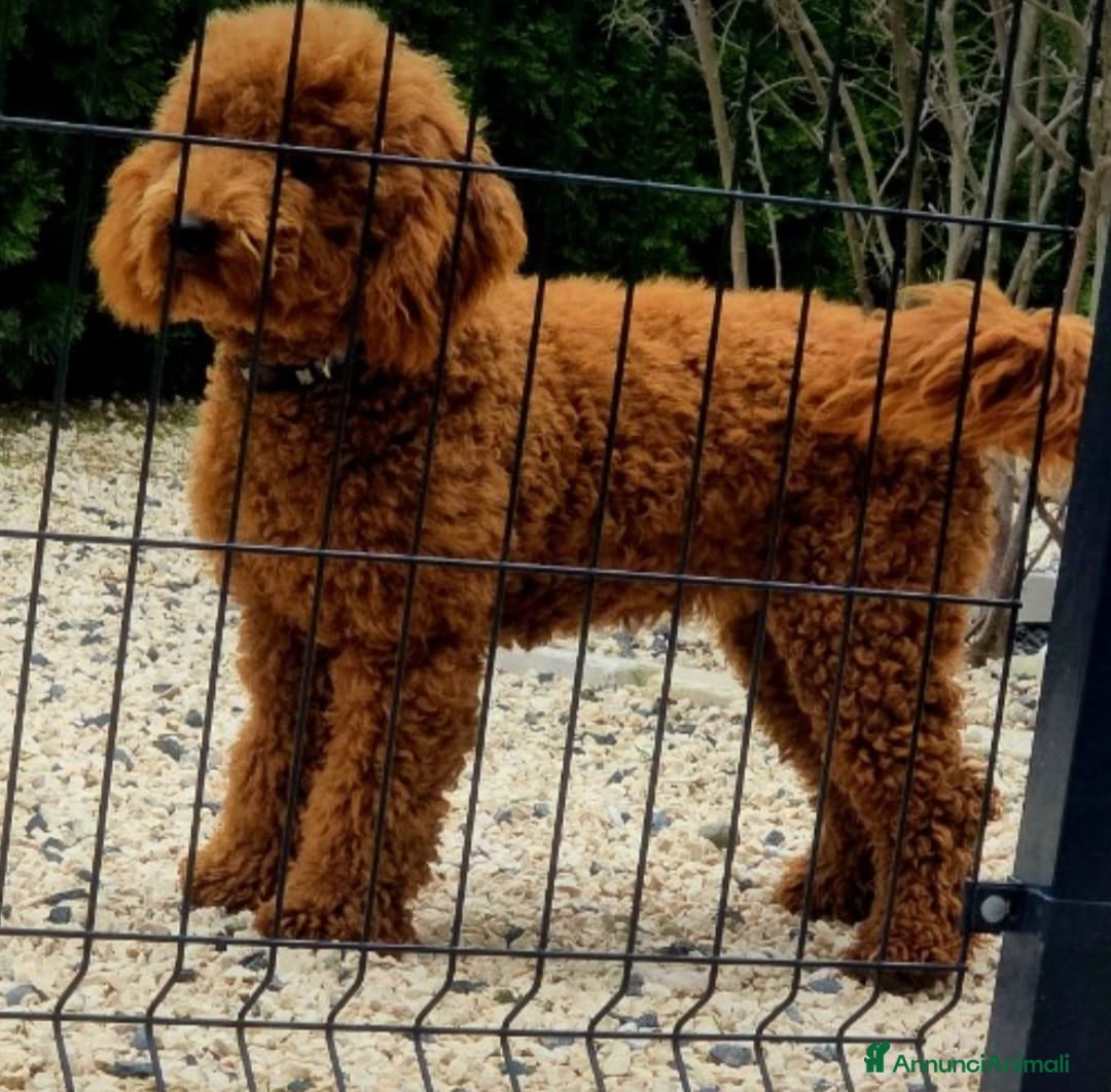 Barboncino cani Barboncini fulvi - Annuncio 7
