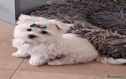 Maltese cani in vendita: Maltese  a Ente di decentramento regionale di Udine - Immagine 1