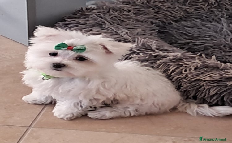 Maltese cani a Ente di decentramento regionale di Udine - Annuncio 1