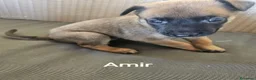 Pastore Belga cani in vendita: Cuccioli di Cane da Pastore Belga Malinois - Annuncio 11