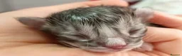 Norvegese gatti in vendita:  Gattini norvegesi delle foreste con pedigree a Provincia di Ferrara - Annuncio 4