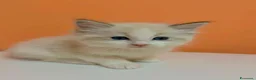 Ragdoll gatti in vendita: cuccioli di ragdoll - Annuncio 4