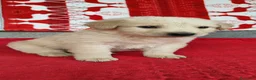 Meticcio cani in regalo: Dante cucciolo simil Labrador a Città metropolitana di Roma Capitale - Annuncio 4