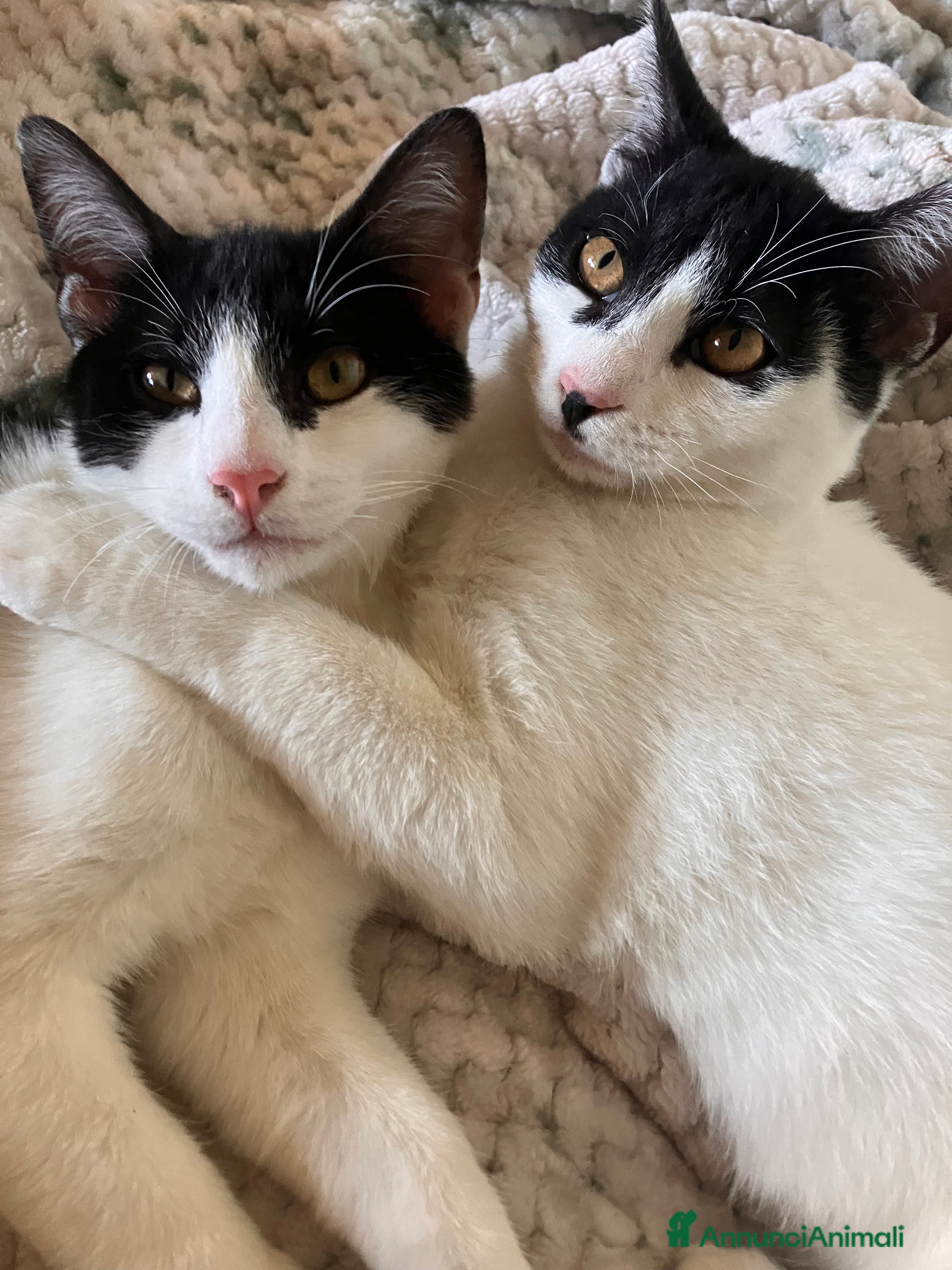 Europeo gatti DUE FRATELLINI CERCANO CASA - Annuncio 6