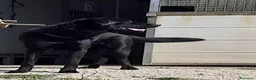 Meticcio cani in regalo: ARON giovane, bravo ed equilibrato! a Provincia di Lucca - Annuncio 2