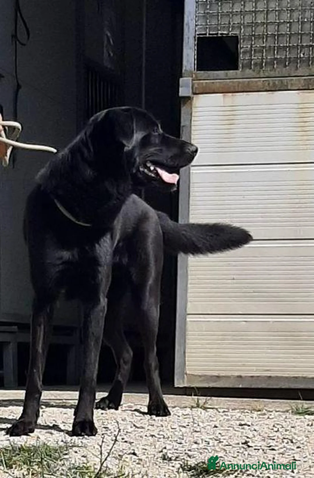 Meticcio cani in regalo: ARON giovane, bravo ed equilibrato! a Provincia di Lucca - Annuncio 2