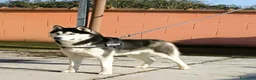 Husky cani in vendita: Siberian Husky cuccioli con pedigree - Annuncio 3