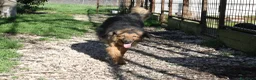 Meticcio cani in regalo: enza in adozione - Annuncio 1