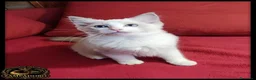 Ragdoll gatti in vendita: Ragdoll femmina con pedegree  a Provincia di Cremona - Annuncio 4
