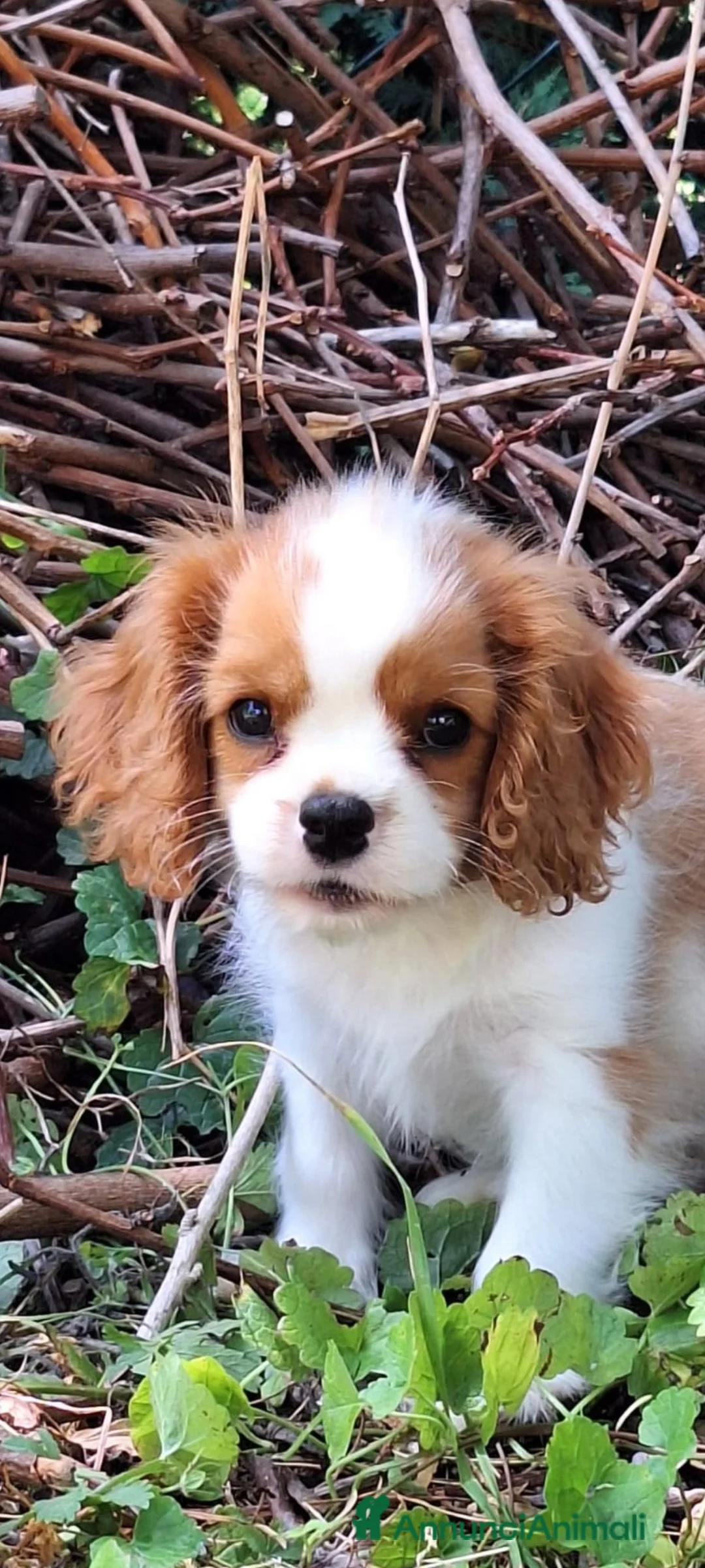 Cavalier King cani in vendita: Cucciolata Cavalier King - Annuncio 2