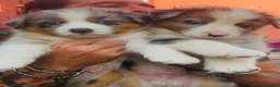 Australian Shepherd cani in vendita: Cuccioli Pastore australiano - Annuncio 5